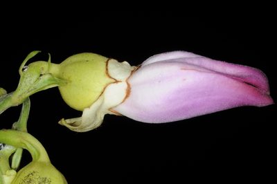 Amphilophium paniculatum, photographed by aacocucci
