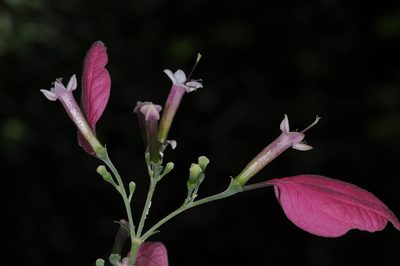 Pogonopus tubulosus, photographed by aacocucci