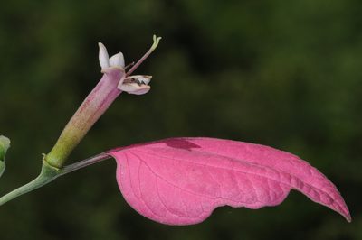 Pogonopus tubulosus, photographed by aacocucci