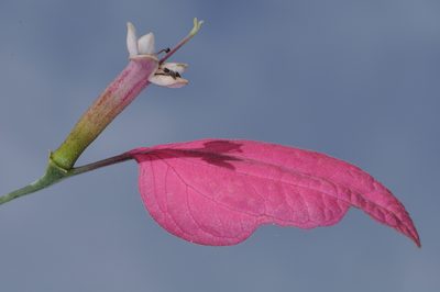 Pogonopus tubulosus, photographed by aacocucci