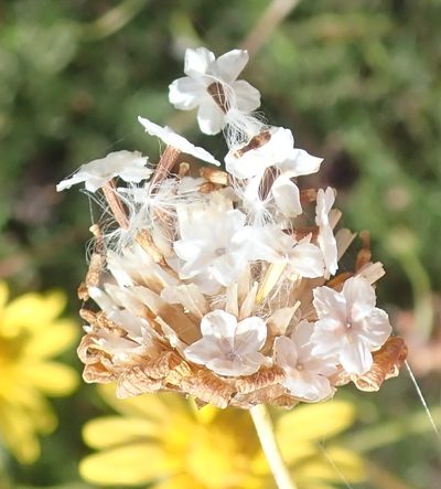 Ursinia heterodonta, photographed by Nicola van Berkel
