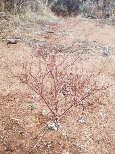 Eriogonum baileyi, photographed by Quinn Campbell