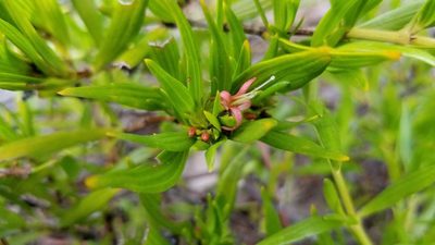 Ernodea littoralis, photographed by Michelle Sevcovas