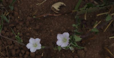Convolvulus farinosus, photographed by Tony Rebelo