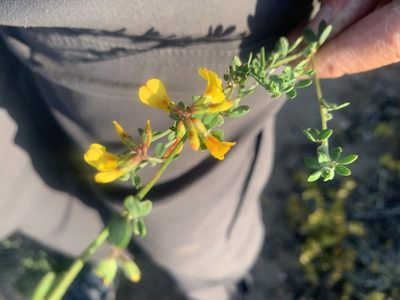 Acmispon watsonii, photographed by Jim Riley