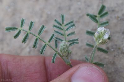 Astragalus didymocarpus, photographed by Ken-ichi Ueda