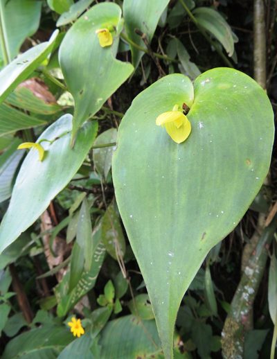Pleurothallis titan, photographed by jmmaes