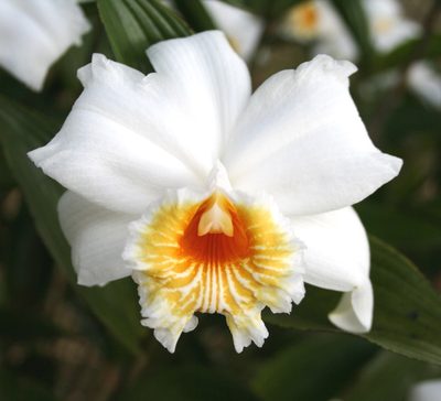 Sobralia chrysostoma, photographed by jmmaes