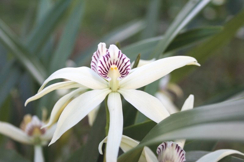 Prosthechea baculus, photographed by jmmaes