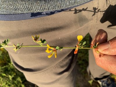 Acmispon watsonii, photographed by Jim Riley