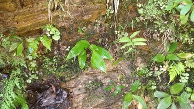 Goodyera procera, photographed by S.MORE