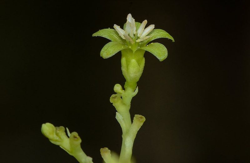 Jatropha heynei, photographed by S.MORE