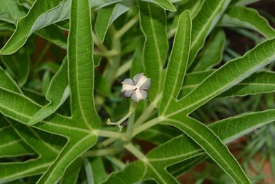 Jatropha heynei, photographed by S.MORE
