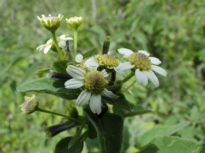 Montanoa leucantha, photographed by Eugenio Padilla
