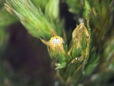 Lewinskya striata, photographed by George Greiff