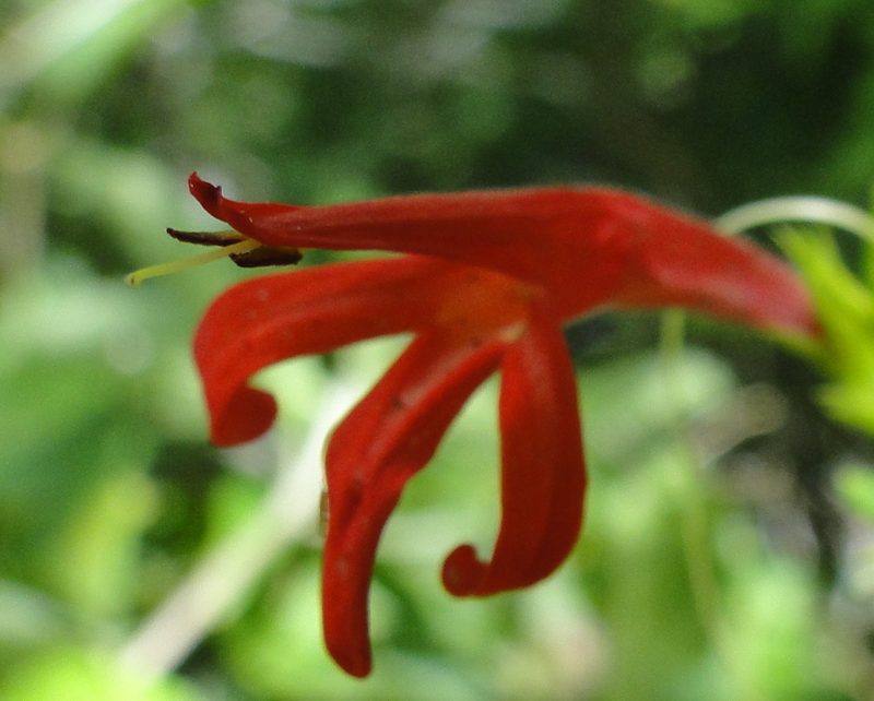 Justicia gonzalezii, photographed by Eugenio Padilla