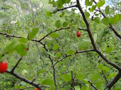 Erythroxylum rotundifolium, photographed by Eugenio Padilla