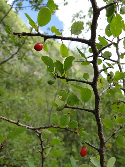 Erythroxylum rotundifolium, photographed by Eugenio Padilla