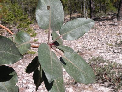 Arbutus bicolor, photographed by M. Socorro González Elizondo