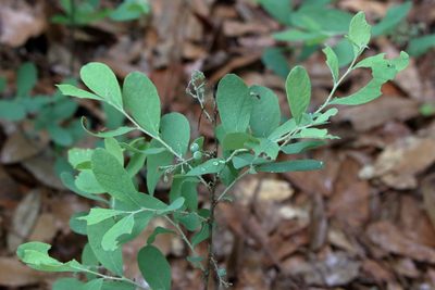 Gaylussacia tomentosa, photographed by Lauren McLaurin