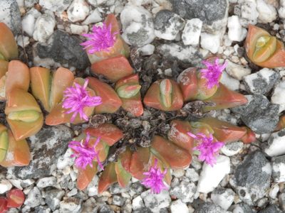 Gibbaeum hartmannianum, photographed by Charles Stirton