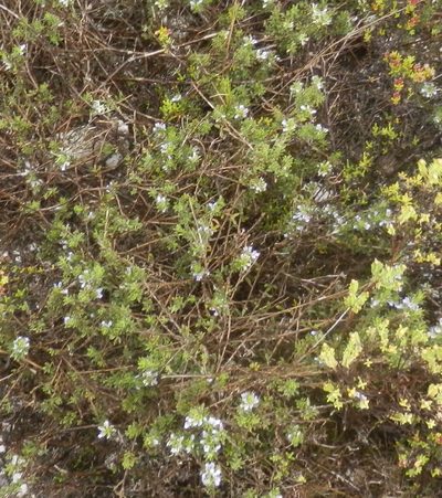 Psoralea pungens, photographed by Charles Stirton