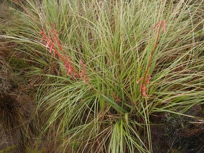 Watsonia aletroides, photographed by Charles Stirton
