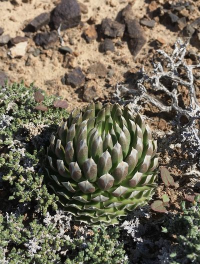 Orostachys thyrsiflora, photographed by desertnaturalist