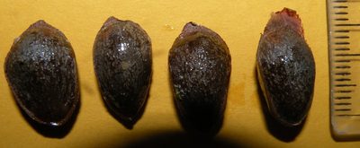 Pinus stylesii, photographed by M. Socorro González Elizondo