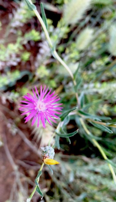 Centaurea pulchella, photographed by desertnaturalist