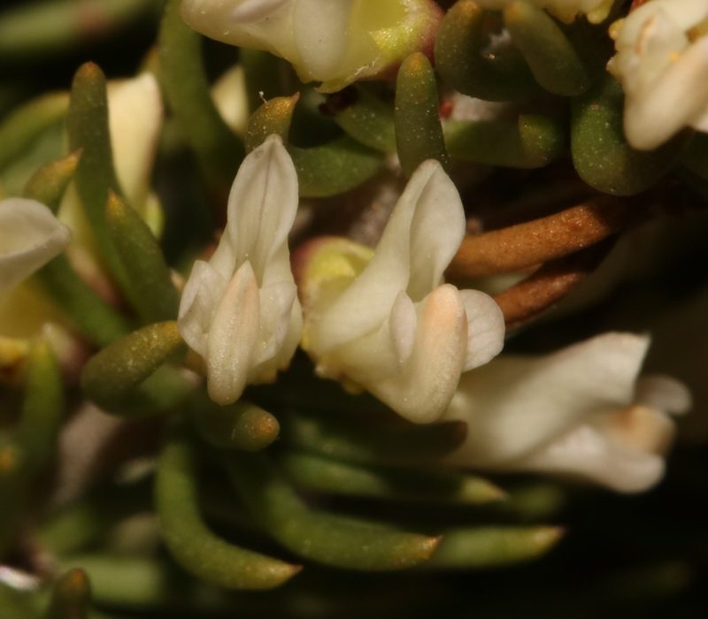 Aspalathus albomagnifica, photographed by Brian du Preez