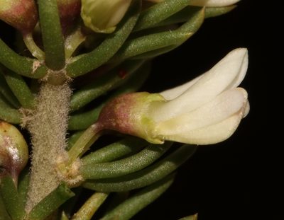 Aspalathus albomagnifica, photographed by Brian du Preez