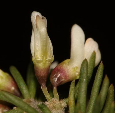 Aspalathus albomagnifica, photographed by Brian du Preez