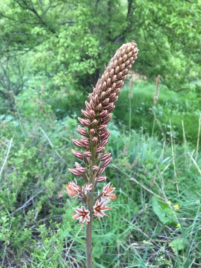 Eremurus regelii, photographed by desertnaturalist