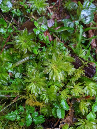 Rhodobryum giganteum, photographed by Cheng-Te Hsu