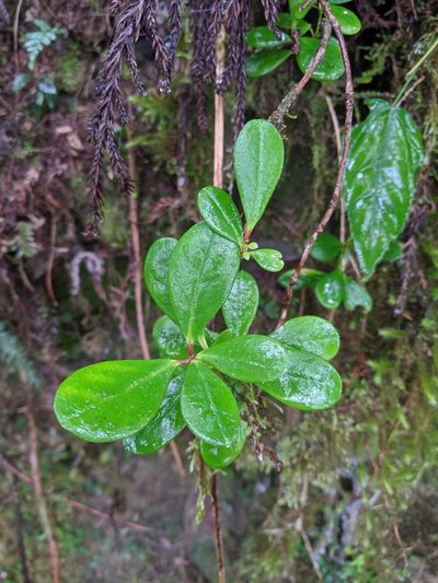 Vaccinium emarginatum, photographed by Cheng-Te Hsu