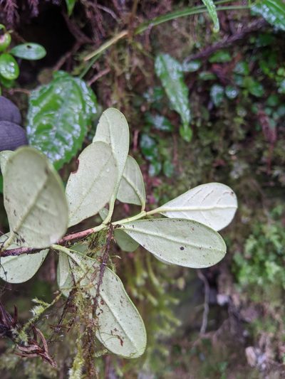 Vaccinium emarginatum, photographed by Cheng-Te Hsu