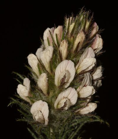 Aspalathus cerrhantha, photographed by Brian du Preez