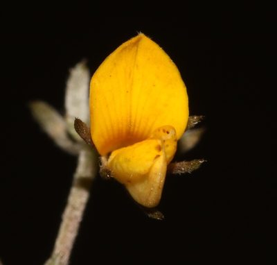Aspalathus digitifolia, photographed by Brian du Preez