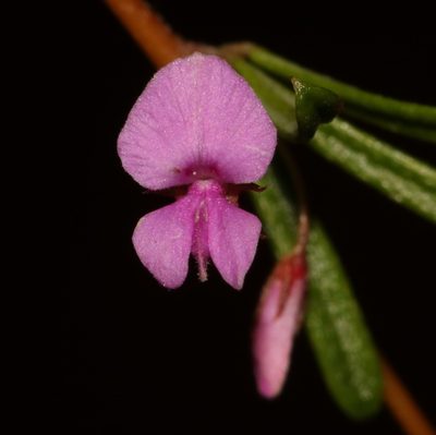 Indigofera semota, photographed by Brian du Preez