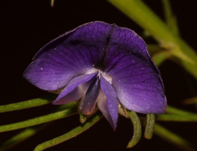 Psoralea azuroides, photographed by Brian du Preez