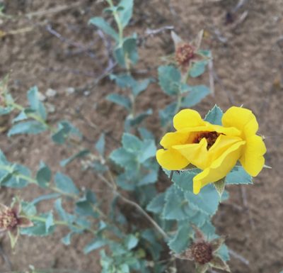 Rosa persica, photographed by desertnaturalist