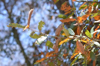 Quercus crispipilis, photographed by Neptalí Ramírez Marcial