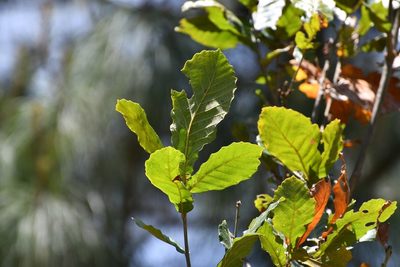 Quercus segoviensis, photographed by Neptalí Ramírez Marcial