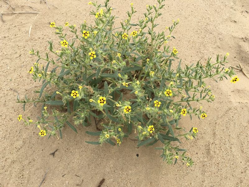 Arnebia coerulea, photographed by desertnaturalist