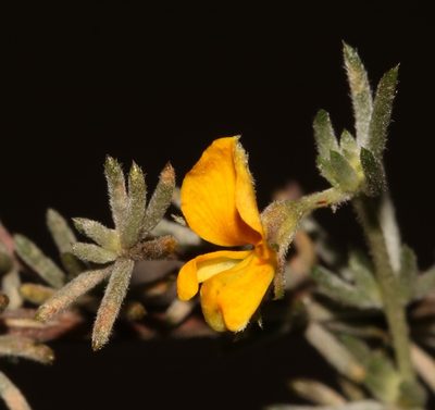 Aspalathus digitifolia, photographed by Brian du Preez