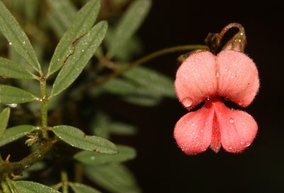 Indigofera verrucosa, photographed by Brian du Preez