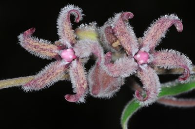 Philibertia barbata, photographed by aacocucci