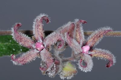 Philibertia barbata, photographed by aacocucci
