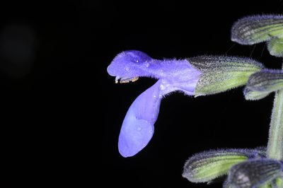 Salvia stachydifolia, photographed by aacocucci